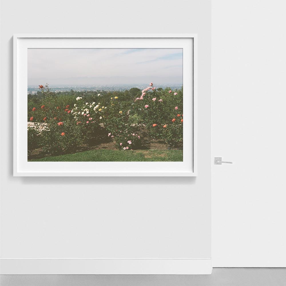 Rolling Hills Roses , Photograph by Rolling Hills Roses Tappan