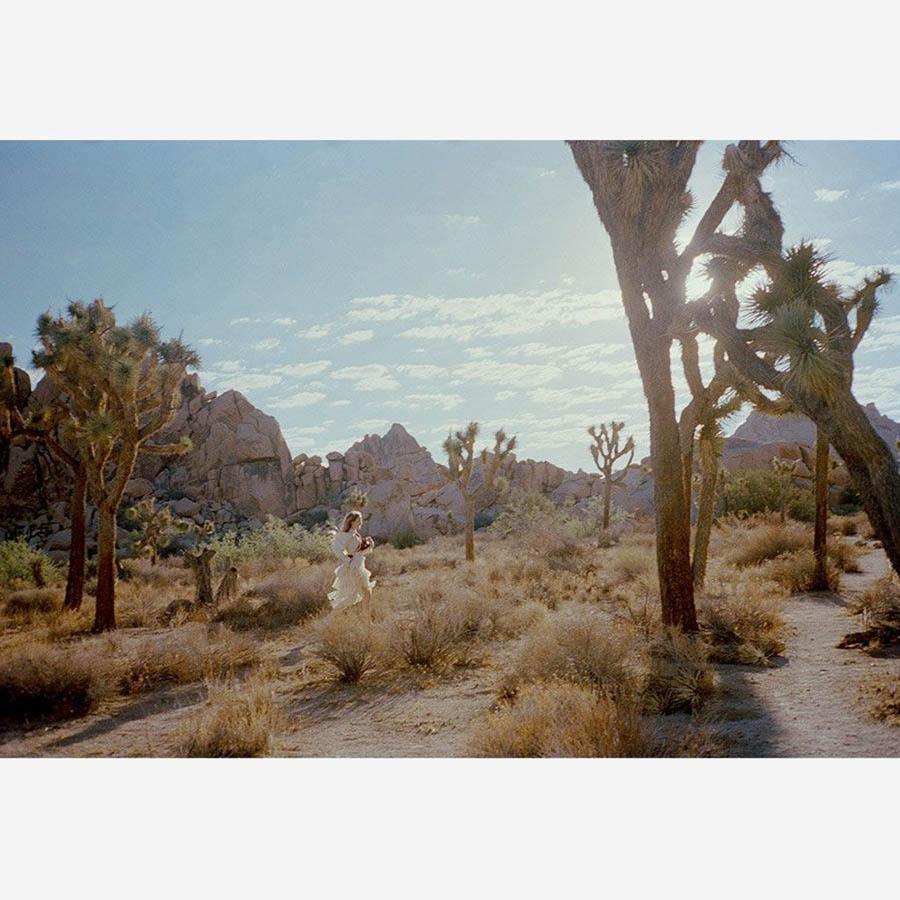 Untitled VIII (Joshua Tree), Photograph  by  Untitled VIII (Joshua Tree) Tappan