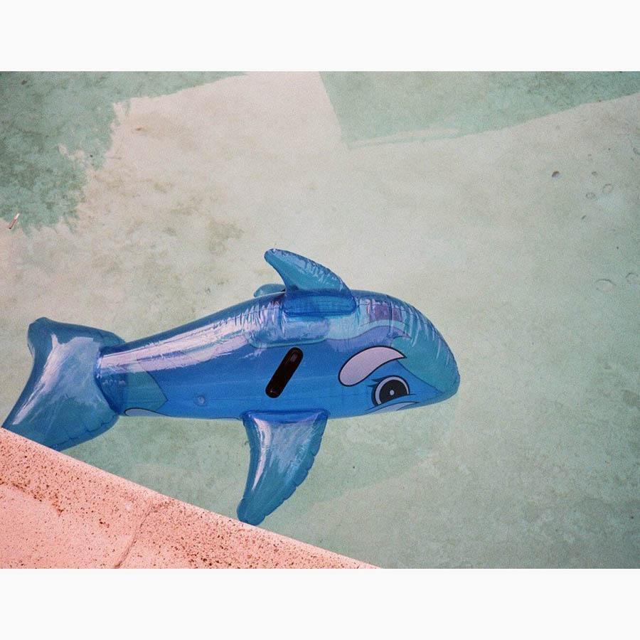 Whale in Pool, Photograph  by  Whale in Pool Tappan